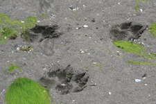 Grizzly Bear Tracks, Great Bear Rainforest