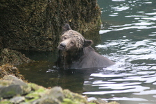 Grizzly Bear, Great Bear Rainforest